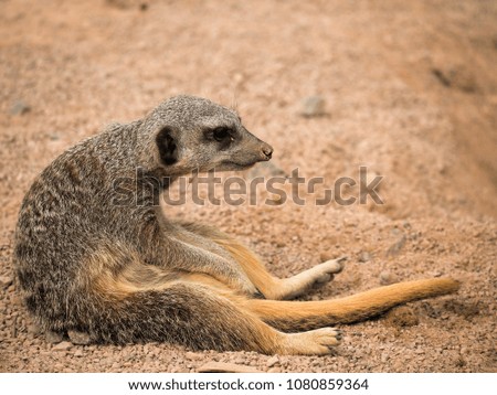 Meerkat looking bored sat in the sand