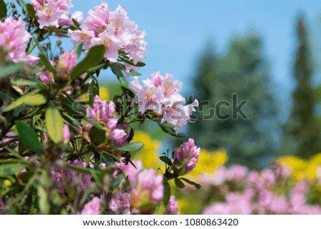 Close up of beautiful pink rhododendron flowers with trees in background