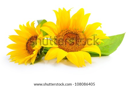 Sunflowers are on a white background Royalty-Free Stock Photo #108086405