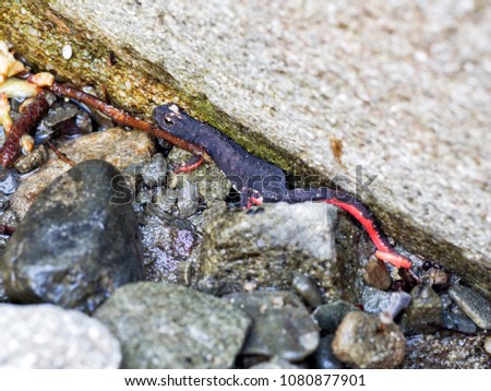 Spectacled salamander, Salamandrina terdigitata. Specific to small areas in the Appennine mountains. Indicative of environmental health.