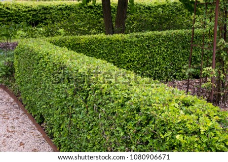 A hedge of Crataegus monogyna in spring Royalty-Free Stock Photo #1080906671