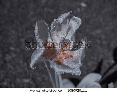 infrared photography - ir photo of a flower - the art of our world in the infrared spectrum