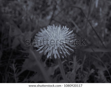 infrared photography - ir photo of a flower - the art of our world in the infrared spectrum