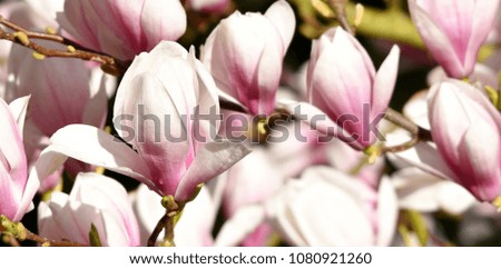 Close up of beautiful pink and white Alexandrina Magnolia blossom




