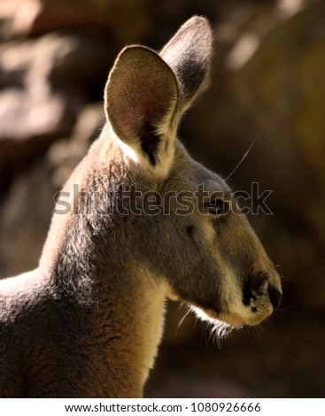 Australian grey kangaroo
