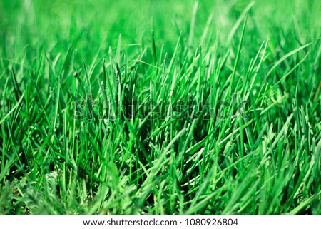 green grass background.copy space for text