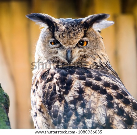 Close-up of a Siberian Eagle Owl portrait