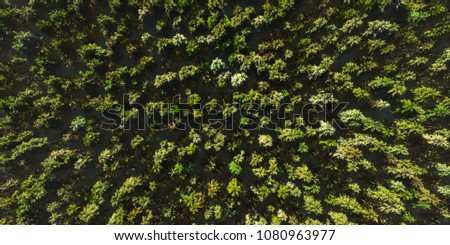 Colorful panoramic landscape: green forest of dense mixed tree tops, aerial view of miniature world.

(Plane backplate, 3D rendering computer digitally generated illustration.)