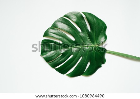 Green monstera tropical leaf on white background. Royalty-Free Stock Photo #1080964490