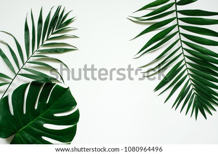 Green flat lay tropical palm leaf branches on white background. Room for text, copy, lettering. Royalty-Free Stock Photo #1080964496