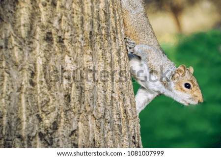 
Photograph of a squirrel made in Hyde Park, London