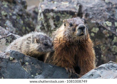 A marmot and her baby in Yellowstone National Park in Wyoming