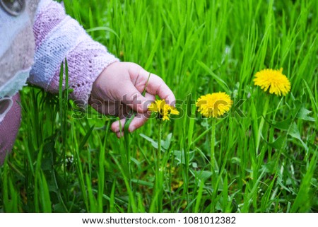 Summer background. Infant hand, holding a yellow flower, against a background of green grass.Picture of flowers