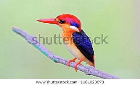 Black-backed Kingfisher in nature, Thailand