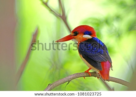 Black-backed Kingfisher in nature, Thailand