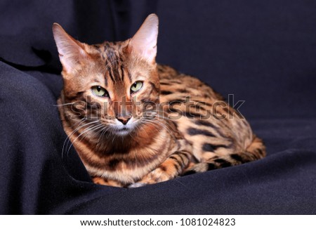 Beautiful Bengal cat on a dark background
