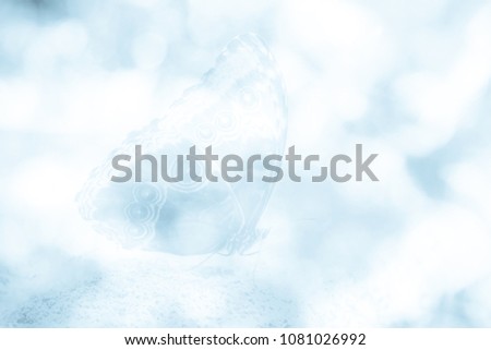 COLD BLUE AND WHITE BOKEH BACKGROUND WITH BUTTERFLY SILHOUETTE, FROSTY WINTER 
