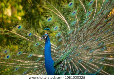 Peacock spreading tail feathers with elegance,for background or wallpaper.