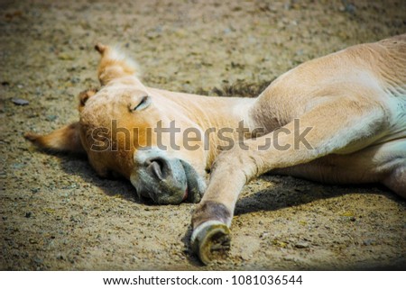 sleeping horse. selective focus. Royalty-Free Stock Photo #1081036544