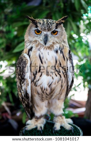 The Long eared owl 