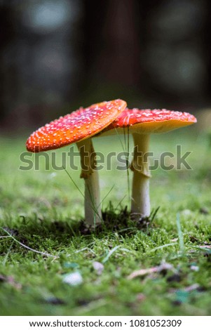 Two examples of fly agaric close together. Picture taken at ground level.