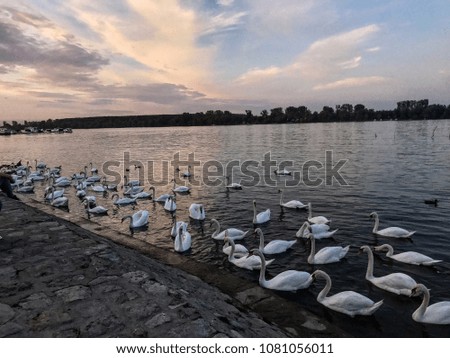 Current photo describes the peaceful place in Belgrade, a river Danube and beautiful swans. It is captured at sunset. The clouds are pink and blue and that is what makes this picture special.