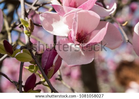 Magnolia flowers. Blooming magnolia tree in the spring.