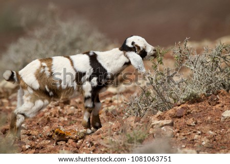 Picture of a kid, baby goat, on a volcano in Fuerteventura.