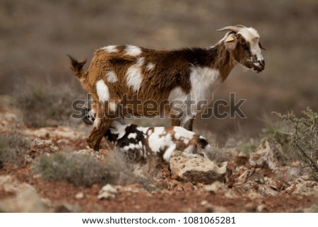 Picture of a Goat with their baby, taken in Fuerteventura.