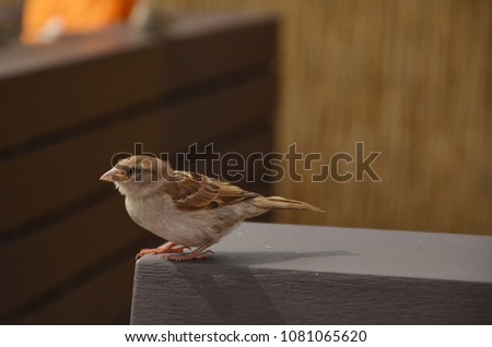Sparrow resting on the bench. The house sparrow (Passer domesticus) is a bird of the sparrow family Passeridae, found in most parts of the world