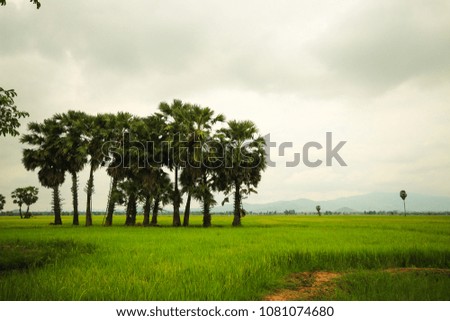 Sugar palm trees are on rice field and mountain background