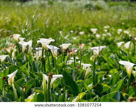 scenery of a calla lily flower field