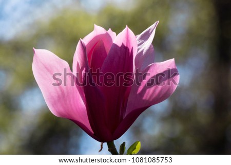 Bright magnolia flower on a tree branch on a sunny day