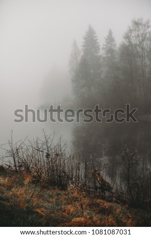 Forest reflections in the water on early spring morning, fog landscape