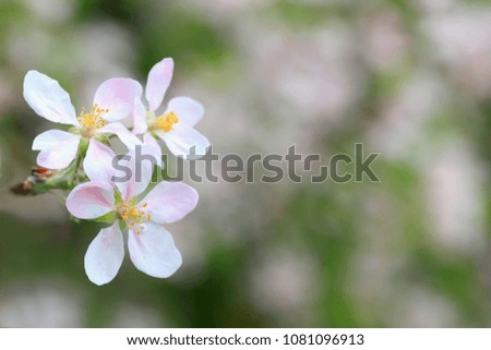 Spring nature background with fresh  flowers.   White and pink apple blossom on blurry background