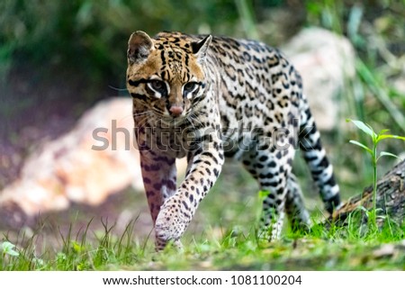 The ocelot or Leopardus pardalis Royalty-Free Stock Photo #1081100204