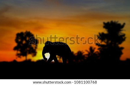 silhouette elephant animals wildlife walking in twilight sunset beautiful.  blurred background. with copy space add text 