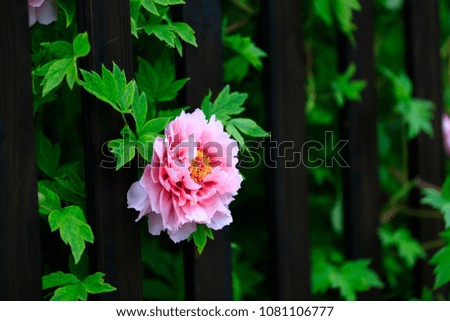 Blooming peony, in the park
