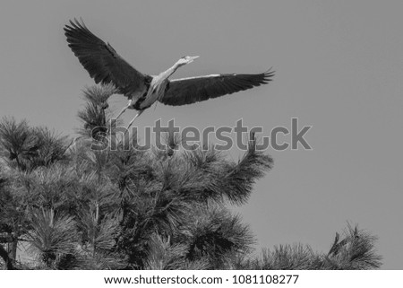 Black and white photo of Grey heron spreading his wings to take off from the pine tree