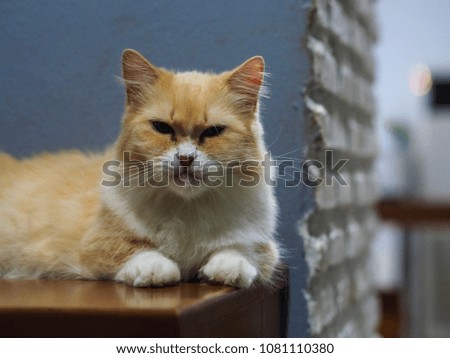 Cat looking, cat in cafe