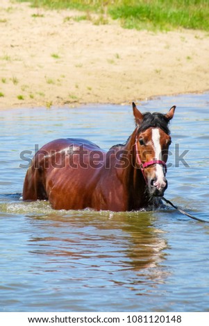 horses bathe. selective focus.