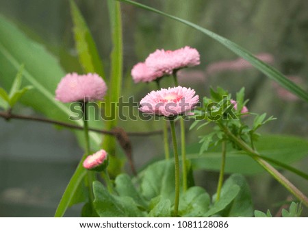 Close up view of pink daisy flowers in the park