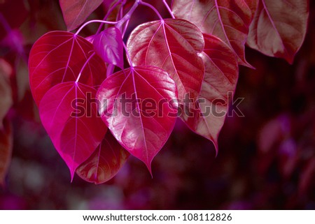 Special Red Color Bodhi or Peepal Leaf