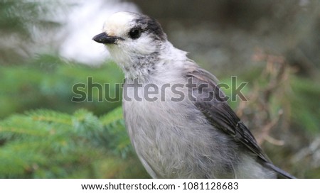 grey jay in algonquin park
