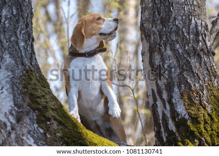portrait of a Beagle dog on a walk in the spring Park