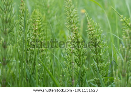 Equisetum arvense, the field horsetail or common horsetail - herbal plant Royalty-Free Stock Photo #1081131623