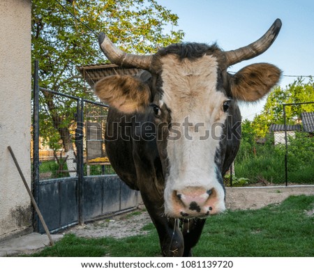 A closeup picture of a cow