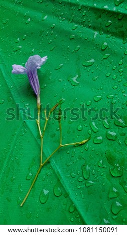 Purple flowers on wet green umbrella in the rain