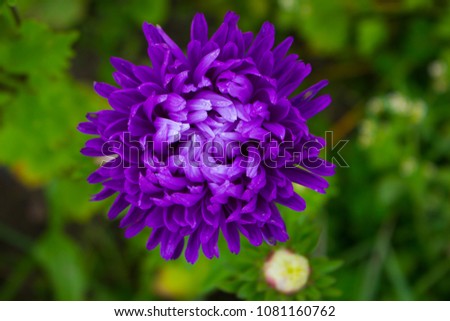 Violet flower. Blur and macro background