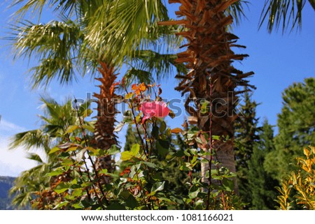 lovely rose soft pink color with a strong growing foliage on a background of palm trees, lush blue sky, vivid picture